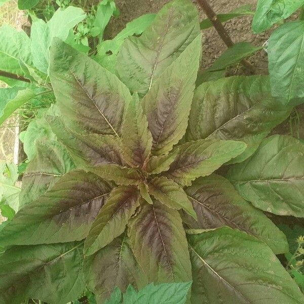 Amaranthus tricolor Foglia