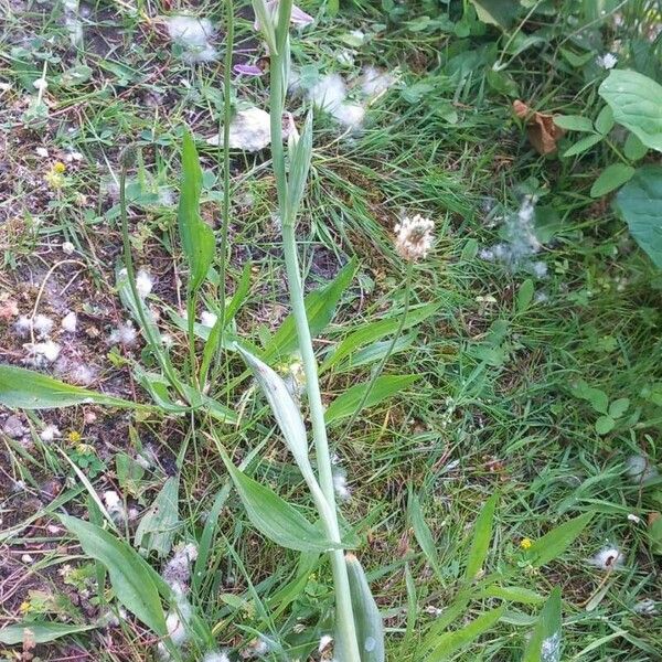 Ophrys apifera 形态