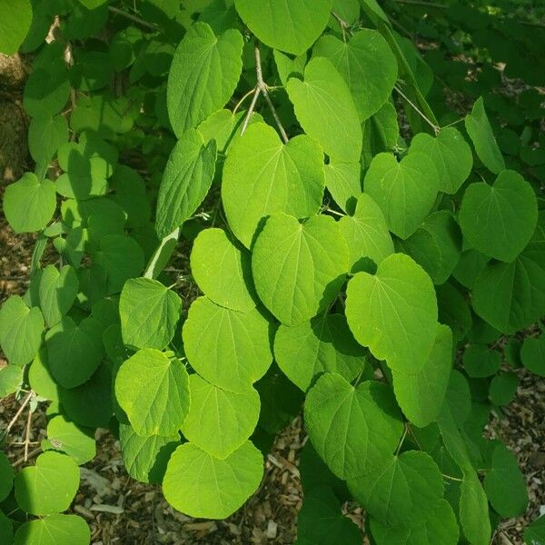 Cercidiphyllum japonicum Leaf