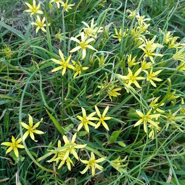 Gagea pratensis Blomma