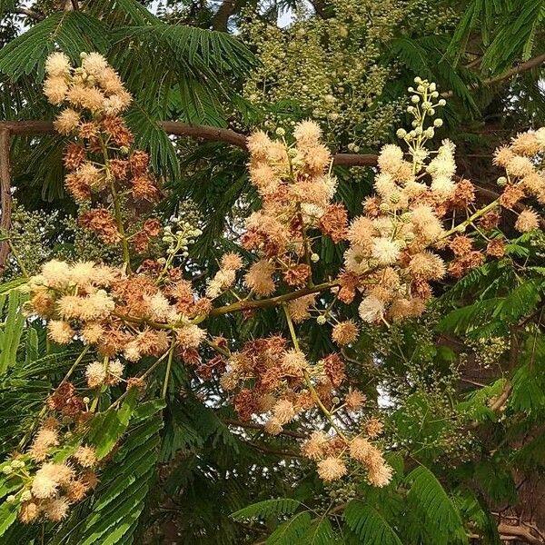 Acacia mearnsii Žiedas