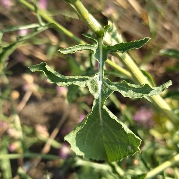 Centaurea diluta Foglia