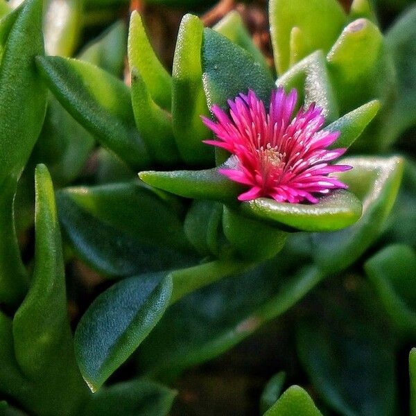 Mesembryanthemum cordifolium Цветок