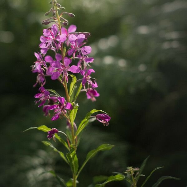 Epilobium angustifolium Flor