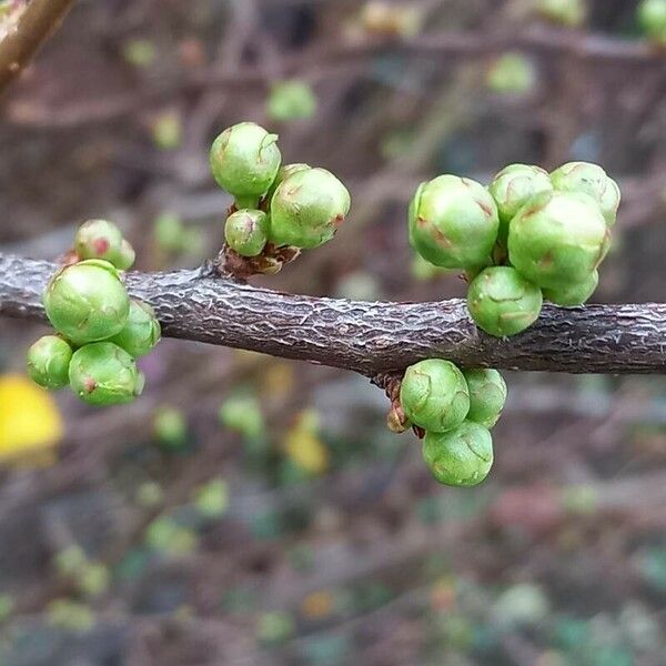 Chaenomeles speciosa Other