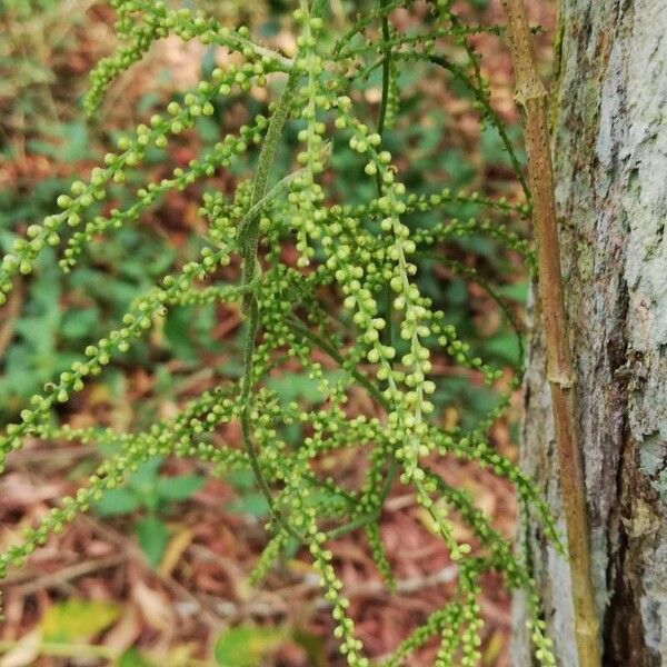 Dioscorea bulbifera Blüte