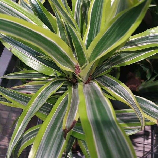 Dracaena reflexa 葉