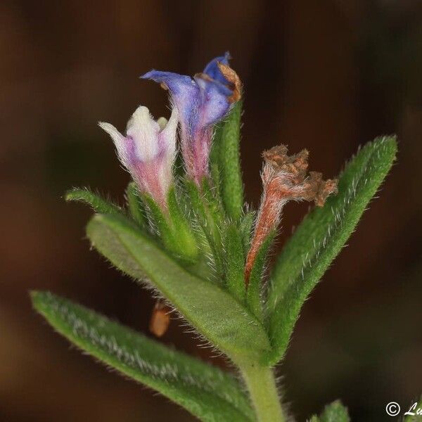 Glandora prostrata Flower