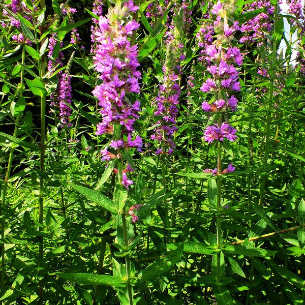 Lythrum salicaria Buveinė