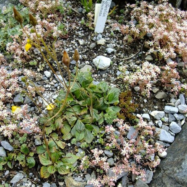 Calceolaria biflora Habit