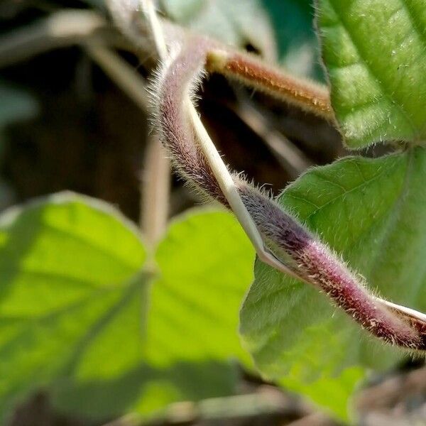 Ipomoea indica বাকল