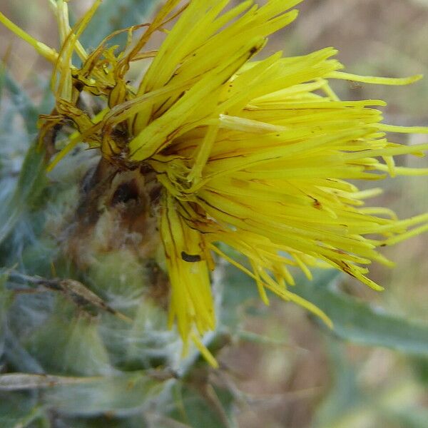 Carthamus lanatus Flower