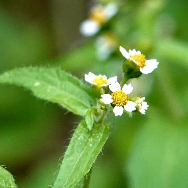 Galinsoga parviflora Folha