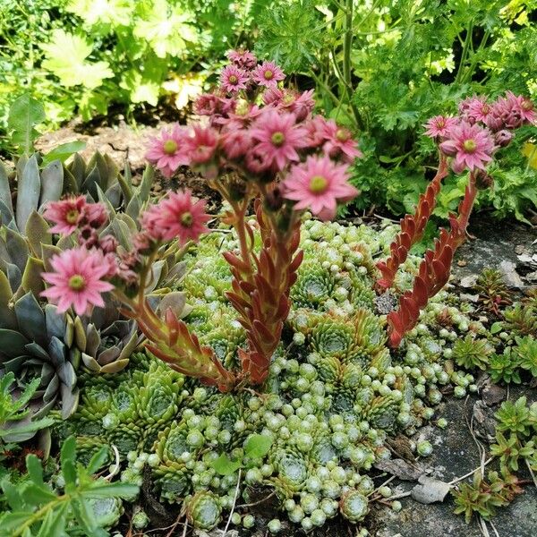 Sempervivum arachnoideum Hábito