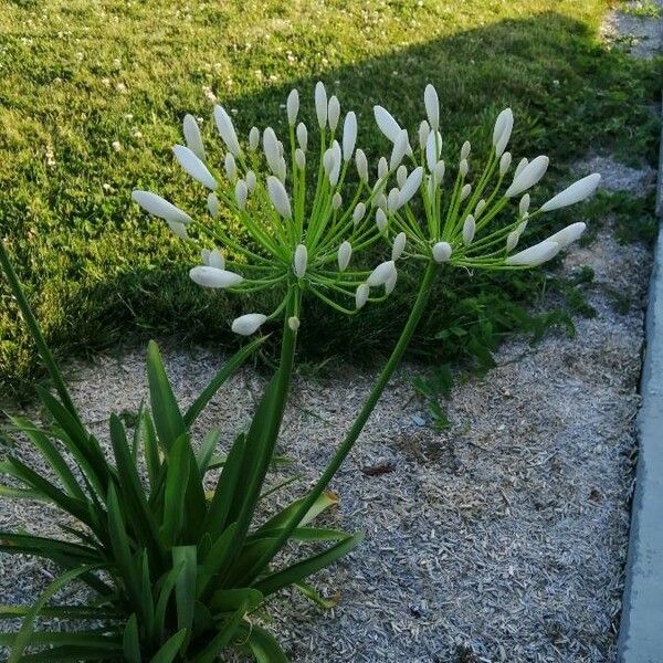 Agapanthus praecox Květ