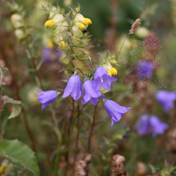 Campanula rotundifolia Habit