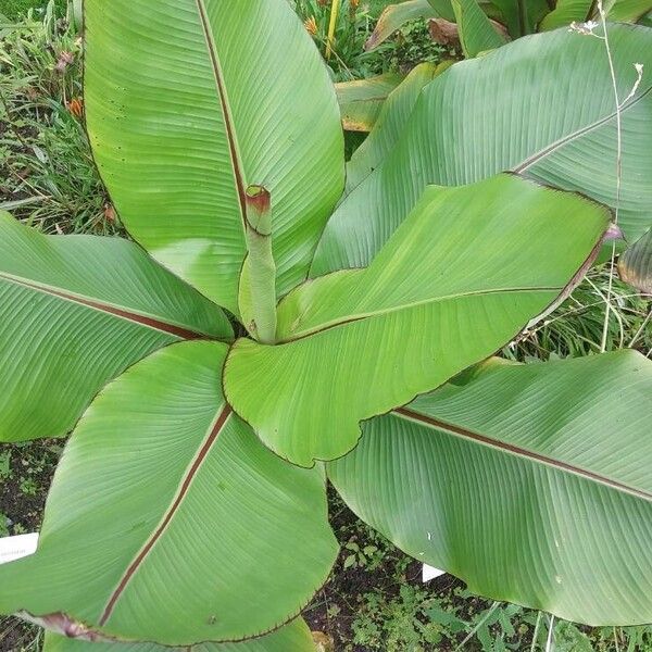 Ensete ventricosum Leaf