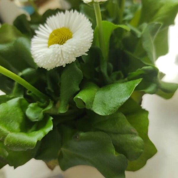 Bellis rotundifolia Feuille