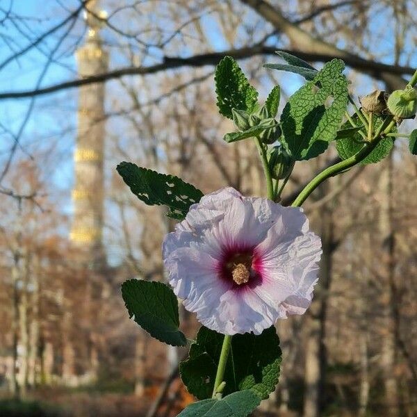 Malva subovata Λουλούδι