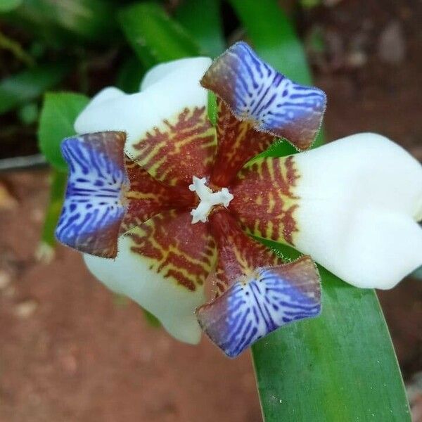 Trimezia gracilis Flower