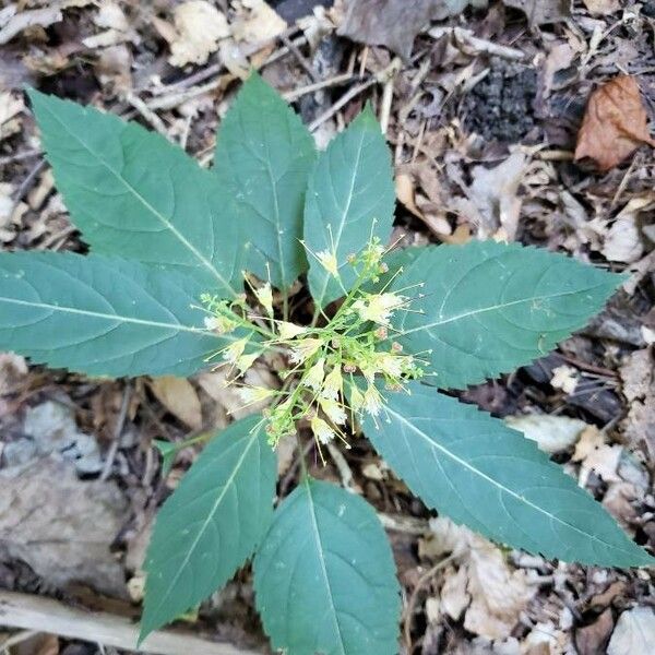 Collinsonia canadensis 花