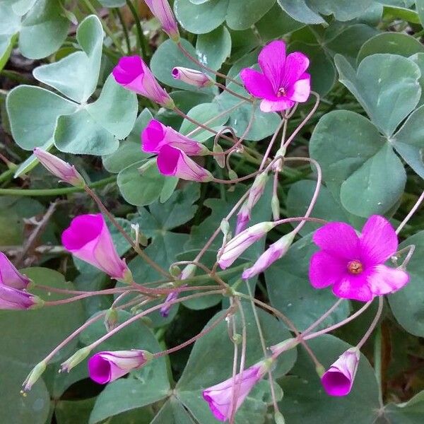 Oxalis articulata Květ