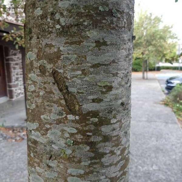 Malus sylvestris Bark