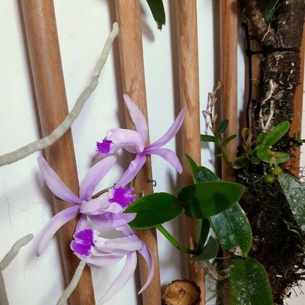 Cattleya intermedia Blomst