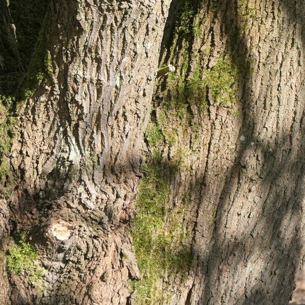 Acer macrophyllum Bark