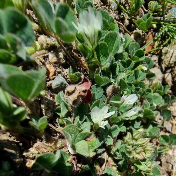 Trifolium subterraneum 花