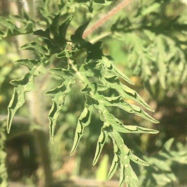 Ambrosia psilostachya Leaf