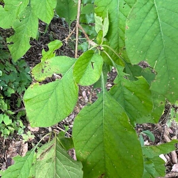 Randia monantha Leaf