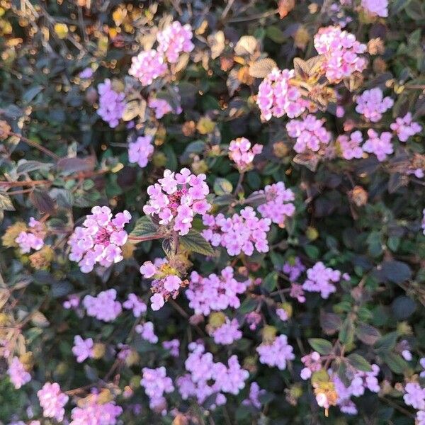 Lantana montevidensis Flower