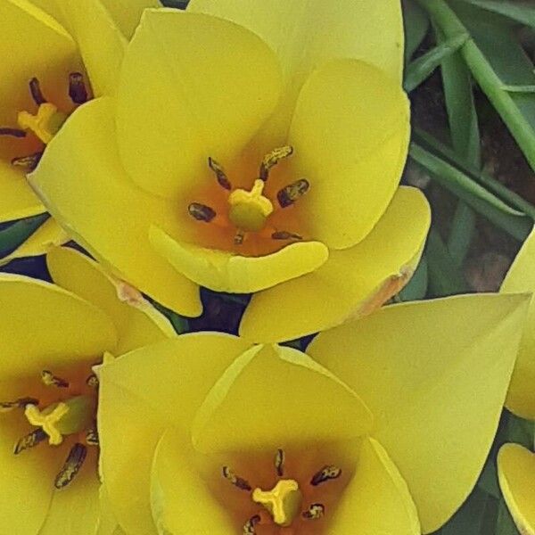 Tulipa clusiana Flower