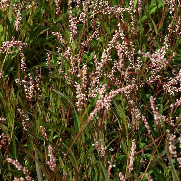 Persicaria decipiens Blomma