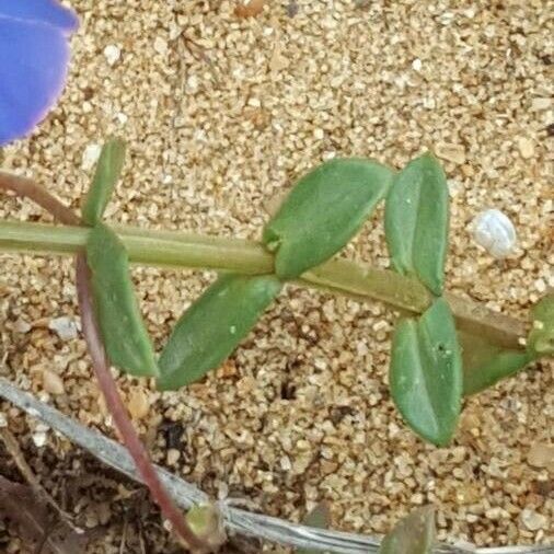 Lysimachia monelli Blad