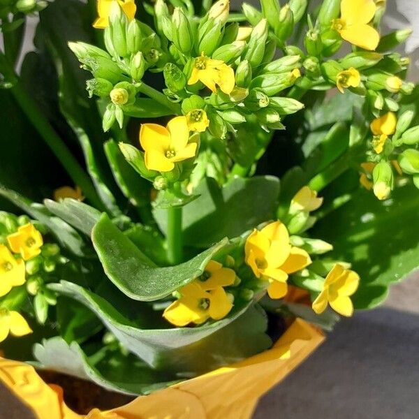 Kalanchoe crenata Flower