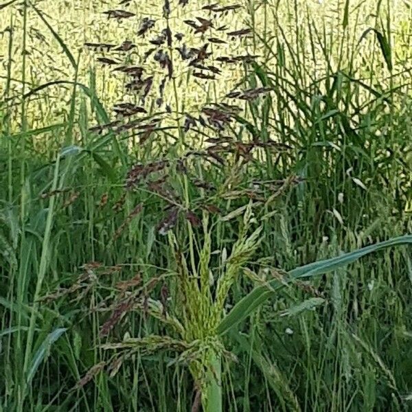 Sorghum halepense Flor