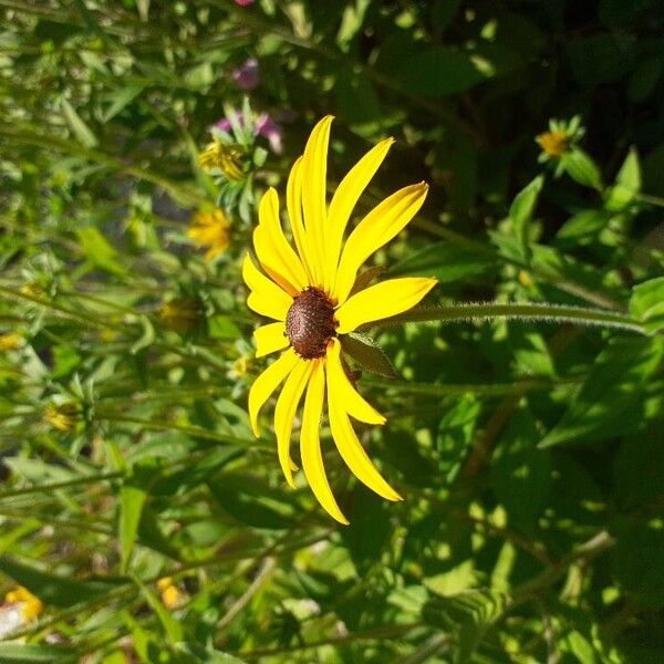 Rudbeckia fulgida Квітка