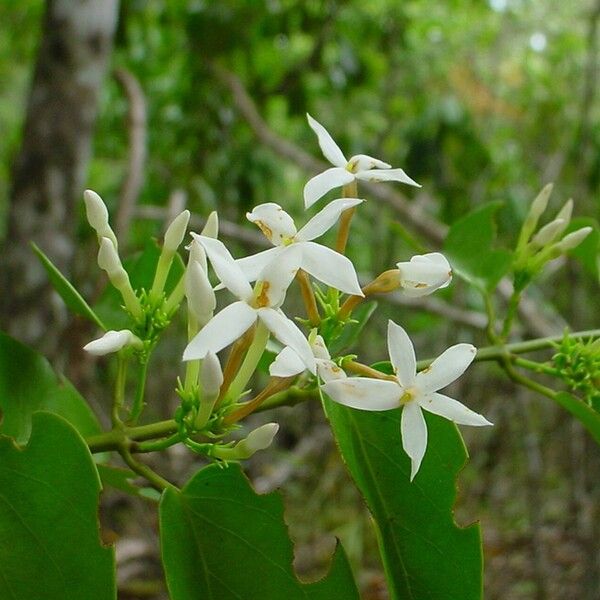 Jasminum noumeense ᱵᱟᱦᱟ