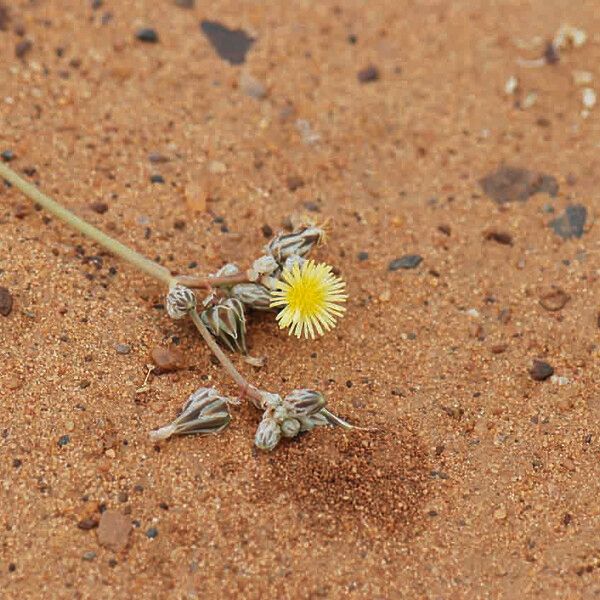 Launaea capitata Flower