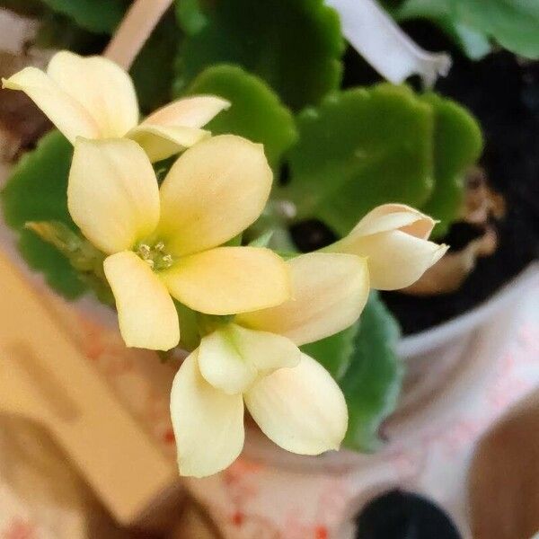 Kalanchoe crenata Flower