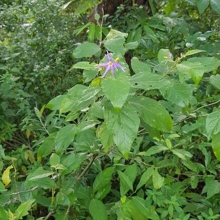 Solanum lanceifolium Kukka