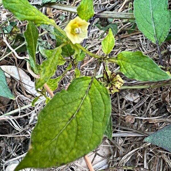 Physalis angulata Кветка