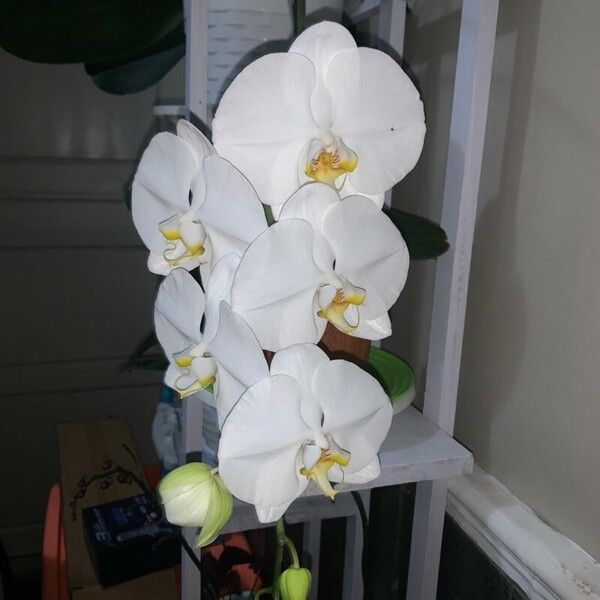 Phalaenopsis amabilis Fiore