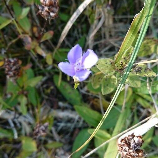 Gentianopsis ciliata Floro