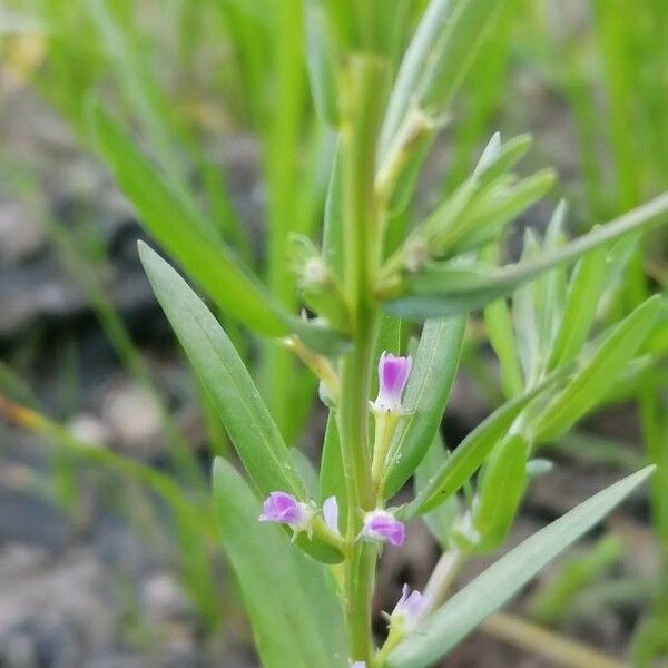 Lythrum hyssopifolia Floro