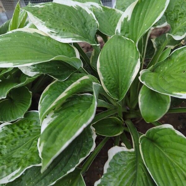 Hosta plantaginea পাতা