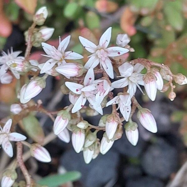 Sedum album Flower