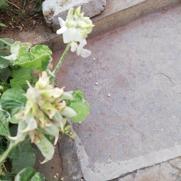 Crotalaria verrucosa Flower